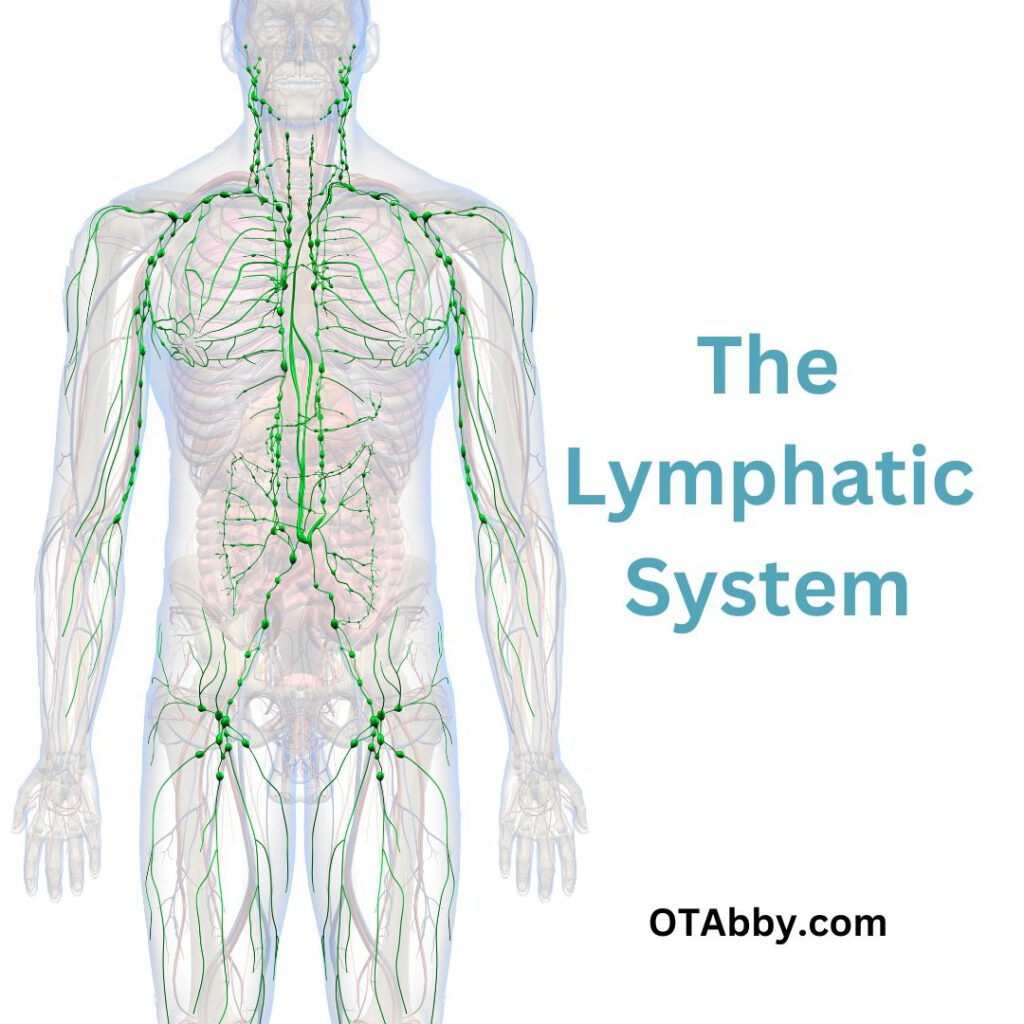 Manual Lymphatic Drainage